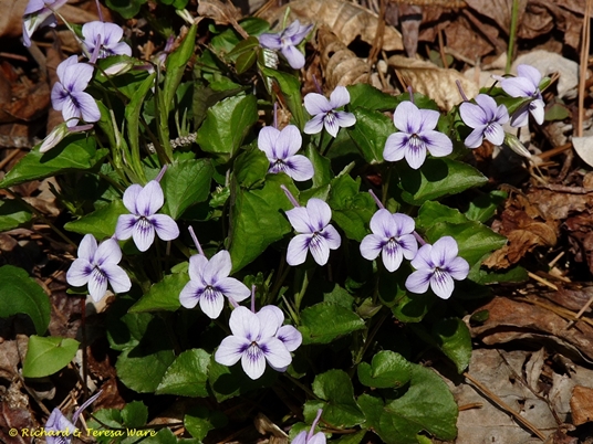 {Viola rostrata}
